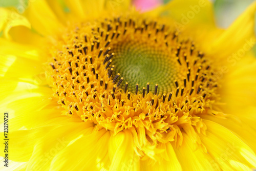 Sunflower blooming. Yellow Sunflower flower close up .  Sunflower natural background. Yellow big flower. Agriculture. Farming. Natural product. Farming. Smallholding.  Summer background