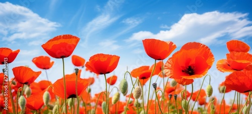 Flower meadow field background banner panorama - Beautiful closeup of poppies poppy Papaver rhoeas flowers in nature. Natural spring summer landscape with red poppies, blue sky
