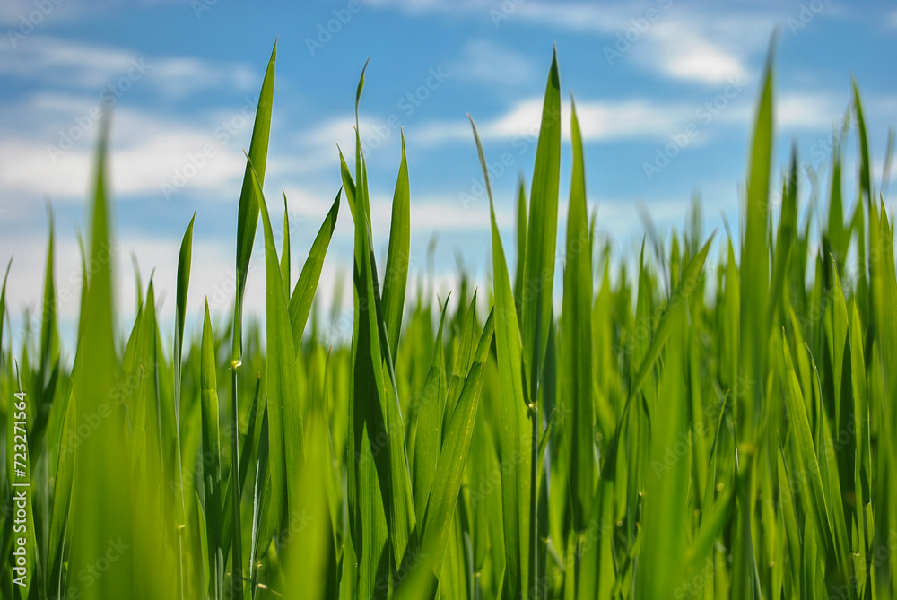 green grass onnew sprouts of green wheat in sunny weather close up. blurred background. blue sky background. 