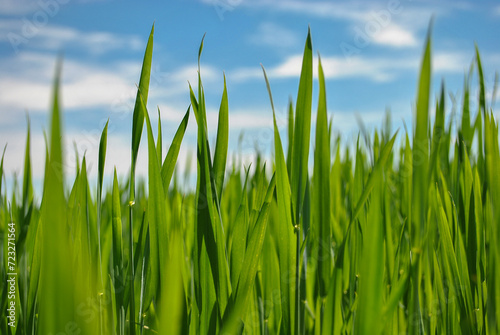 green grass onnew sprouts of green wheat in sunny weather close up. blurred background. blue sky background. 