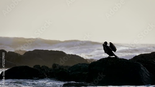Cormorant closing wings near sea waves photo