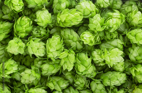 Green ripe hop cones for brewery and bakery as background, top view. Fresh green hops.