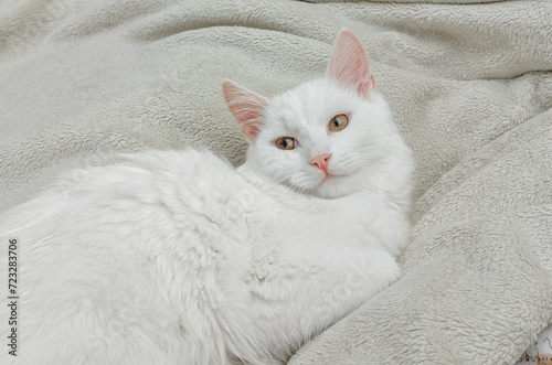 White posh fluffy cat of Turkish Angora breed, lies on bed