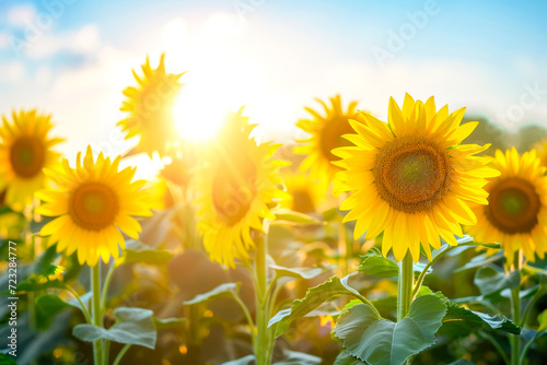 field of sunflowers facing the sun, radiating positivity and optimism