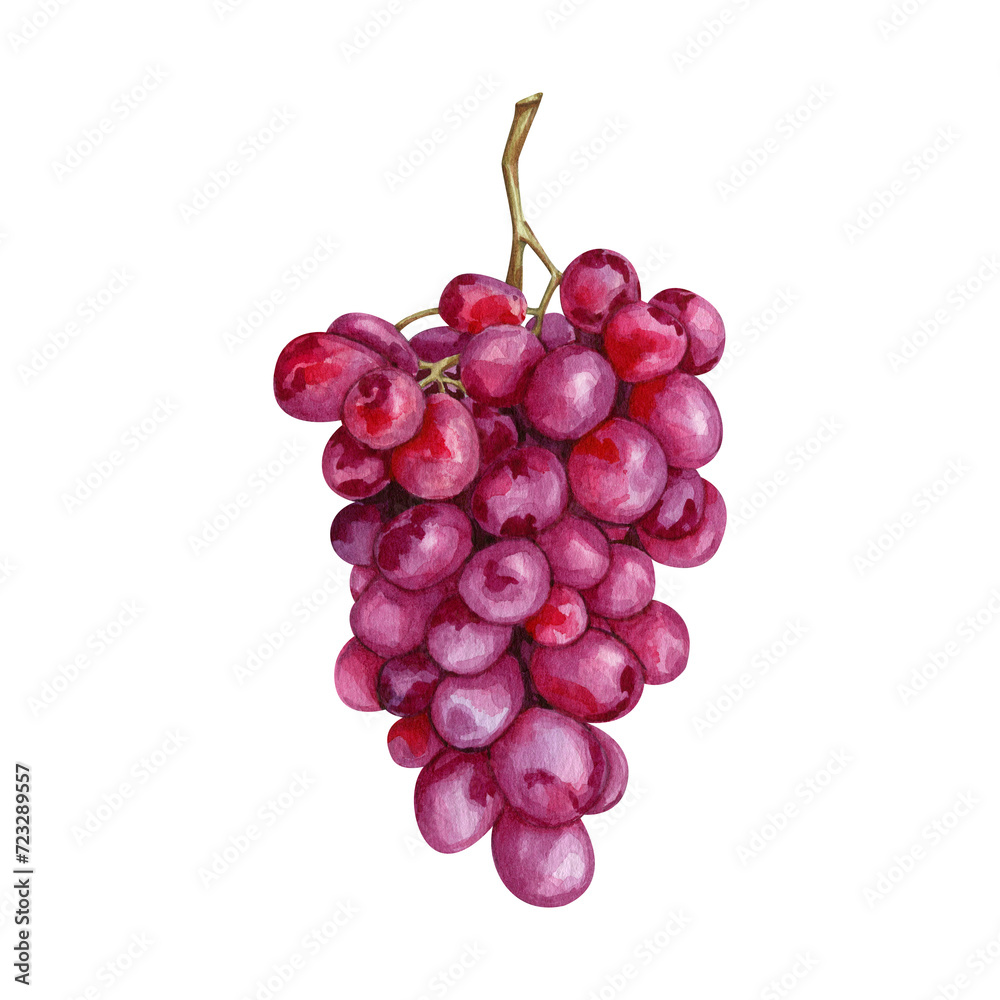 Watercolor rose grape clipart Illustration