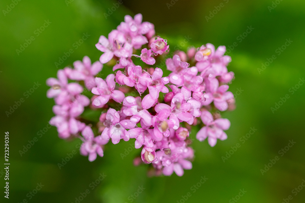 Dew-kissed pink blossoms verbena bonariensis on a green backdrop Dew-kissed pink blossoms verbena bonariensis on a green backdrop