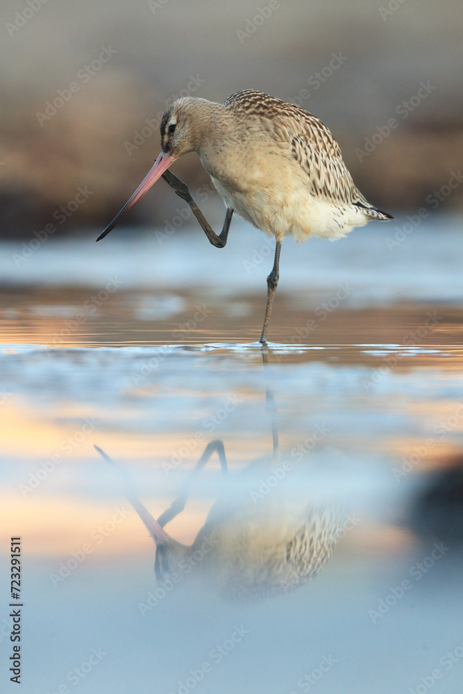 Bar tailed godwit Wading in Coastal Waters Bar tailed godwit Wading in Coastal Waters