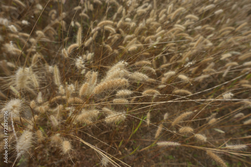 Buffelgrass | Fluffy grass