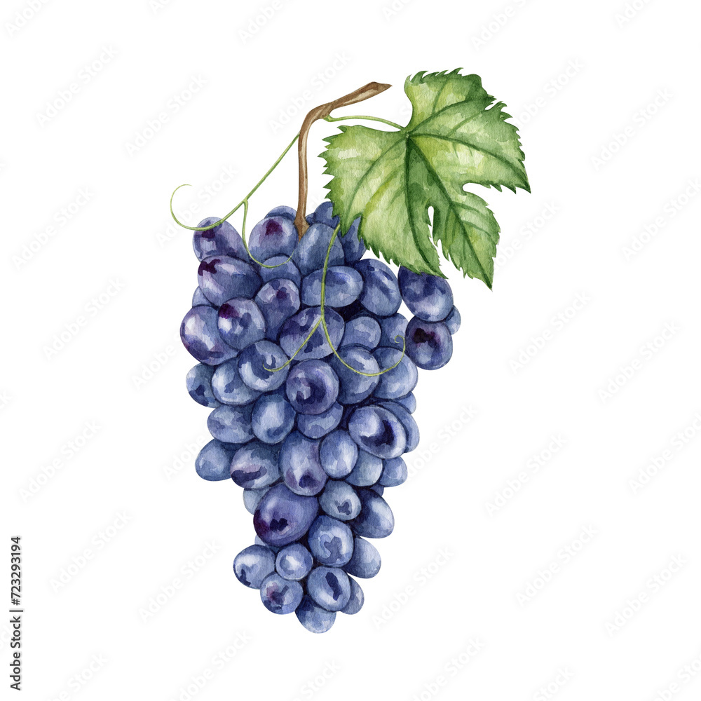 Fototapeta premium Watercolor black grape clipart Illustration