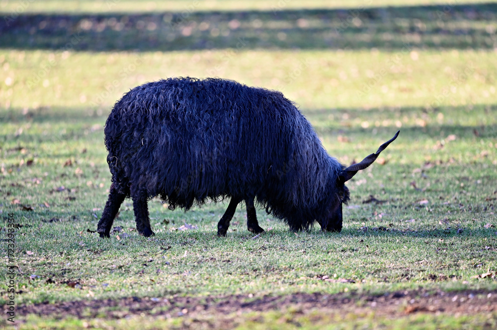 Racka sheep on a meadow. Ovis aries strepsiceros hungaricus Racka sheep on a meadow. Ovis aries strepsiceros hungaricus