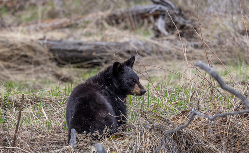 Black Bear in Spring in Yellowstone National Park Wyoming © natureguy