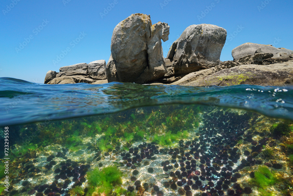 Naklejka premium Many sea urchins underwater with large rocks on the sea shore, seascape of the Atlantic ocean, split view over and under water surface, natural scene, Spain, Galicia, Rias Baixas