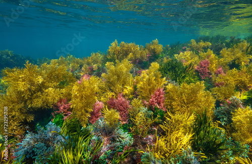 Colorful seaweed underwater in the ocean in shallow water, natural scene, Eastern Atlantic, Spain, Galicia, Rias Baixas