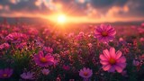  a field full of pink flowers with the sun setting in the sky in the middle of a field of purple flowers.