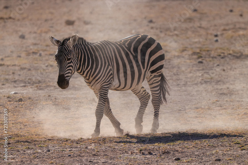 a single zebra walks in the dry savannah of Amboseli NP
