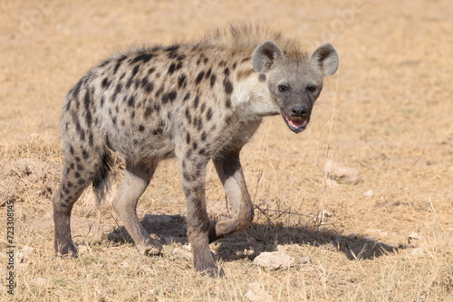 one single hyena in Amboseli NP