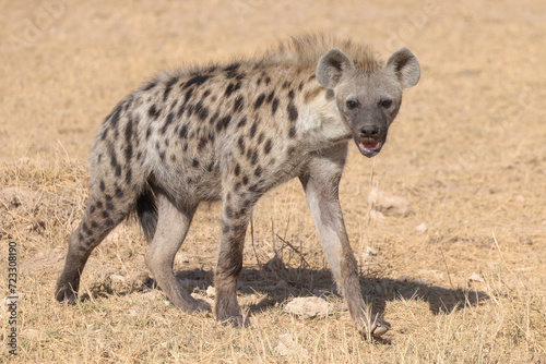 a single hyena in the dry savannah of Amboseli NP
