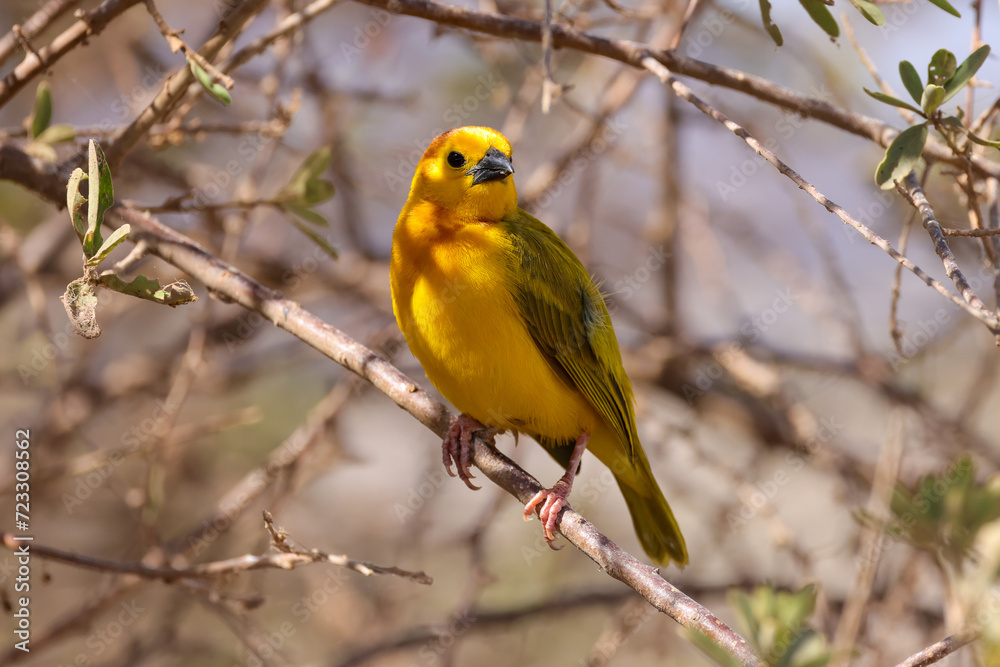 Naklejka premium taveta golden weaver bird in Amboseli NP