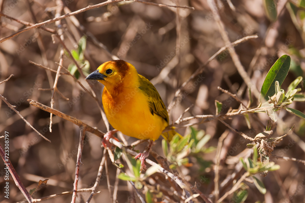 a taveta golden weaver bird in Amboseli NP a taveta golden weaver bird in Amboseli NP