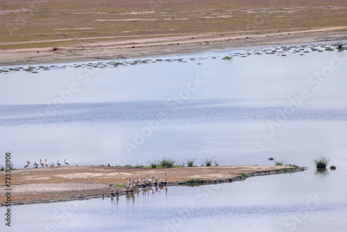 pelican peninsula in Amboseli NP