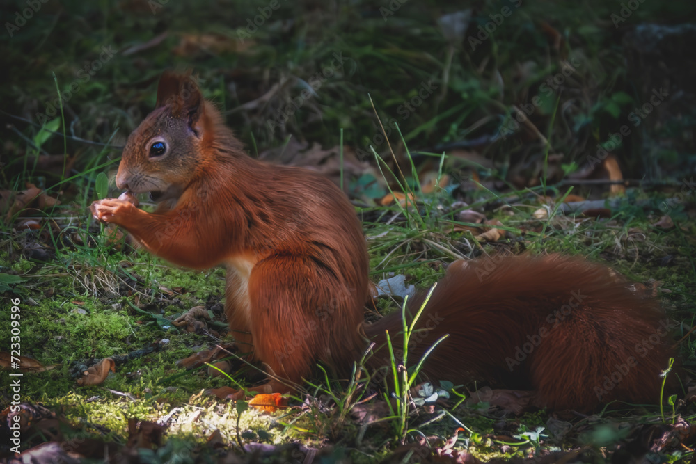 Fressendes Eichhörnchen auf der Wiese Fressendes Eichhörnchen auf der Wiese