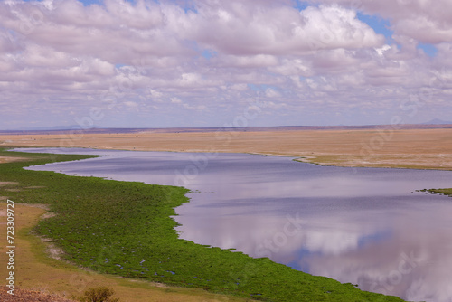 bright green lakeside in Amboseli NP