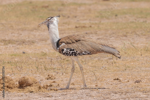 a single kori bustard bird in the savannah of Amboseli NP