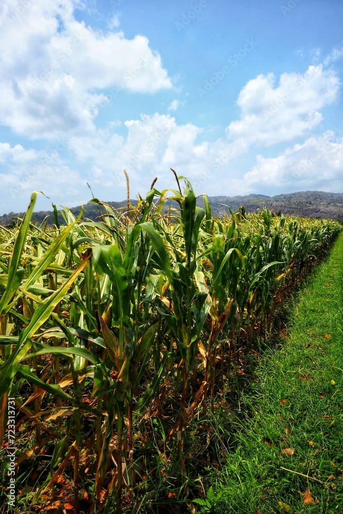 Corn on rural farm with sky and mountains background. Corn on rural farm with sky and mountains background.