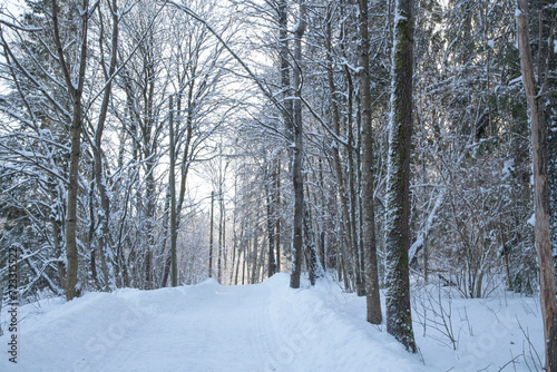 forest in winter © MarteJohannessen