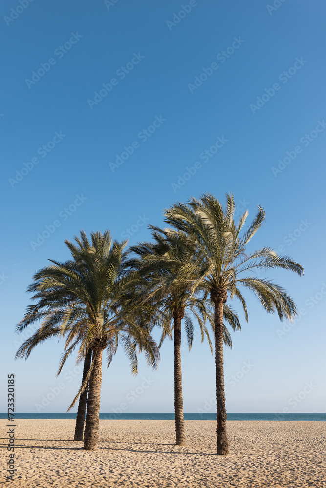 Palm tree on sky blue background, tropical climate with copy space
