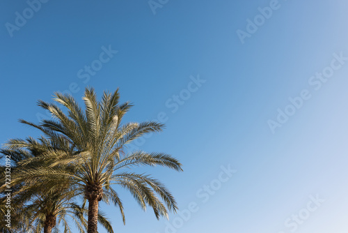 Palm tree on sky blue background  tropical climate with copy space