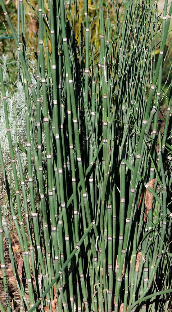 Obraz premium Equisetum hyemale | Equisetum hyemale - Rough horsetail - Scouringrush horsetail - Tall scouring-rush. Upright dark green common Scouring Rush reed-like 