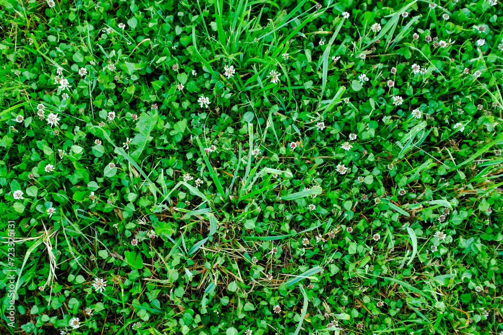 Green meadow, top view. Natural grass field background for design or project. Summer meadowland texture. Floral landscape for publication, poster, screensaver, wallpaper, postcard, banner, cover, post