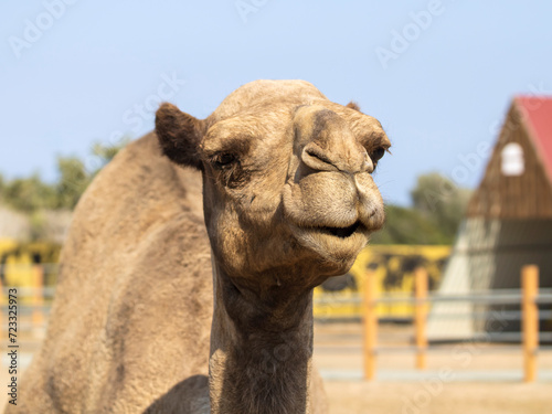 Portrait of cute camel in the zoo