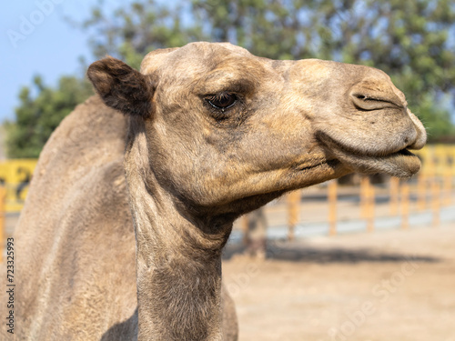 Portrait of camel in the zoo, profile view