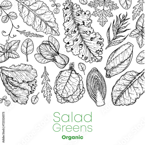 Salad greens sketch set. Hand drawn vector illustration. Cooking salad. Vegan food.