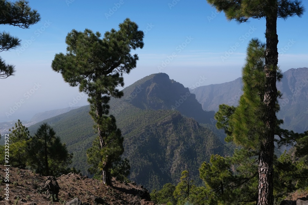 Beautiful mountain scenery with canarian pines on trail from Pilar to National Park Caldera de Taburiente. La Palma, Canary Islands, Spain
