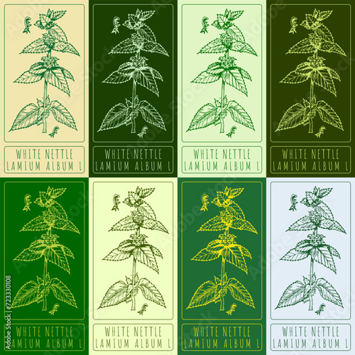 Set of vector drawings of WHITE NETTLE in different colors. Hand drawn illustration. Latin name LAMIUM ALBUM L.