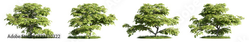 Group of trees and plants  3D rendering  cutout with transparent background  great for illustration  composition  architecture visualization