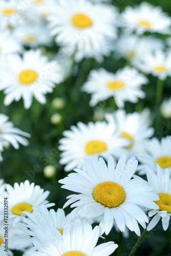 Blooming wild flower Matricaria Recutita. Flowering Chamomile.     Wild Chamomile in summer meadow. Chamomile field. Beautiful blooming medical chamomiles. Herbal medicine  aromatherapy concept. Daisy