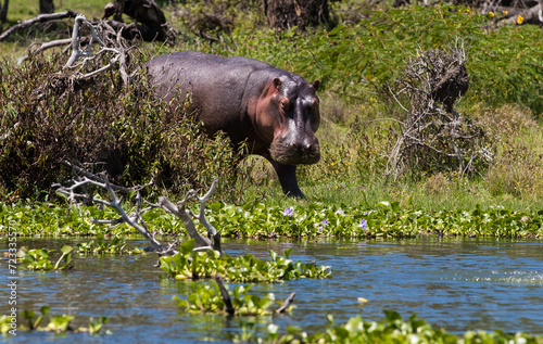 Hipopotam na brzegu jeziora Naivasha Kenya