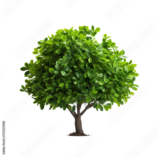 Green bush clip art