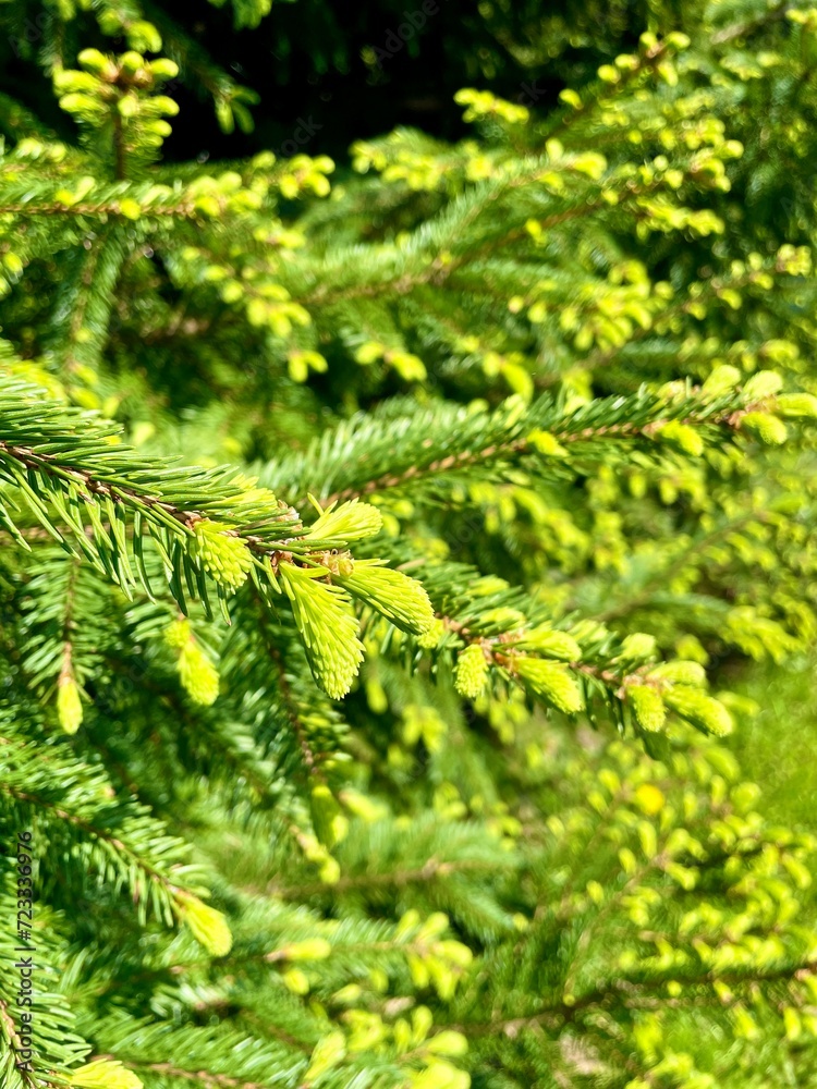 Background from young green fir-tree branches with small needles. Evergreen fir tree grow for publication, poster, screensaver, wallpaper, postcard, banner, cover, post. High quality photography