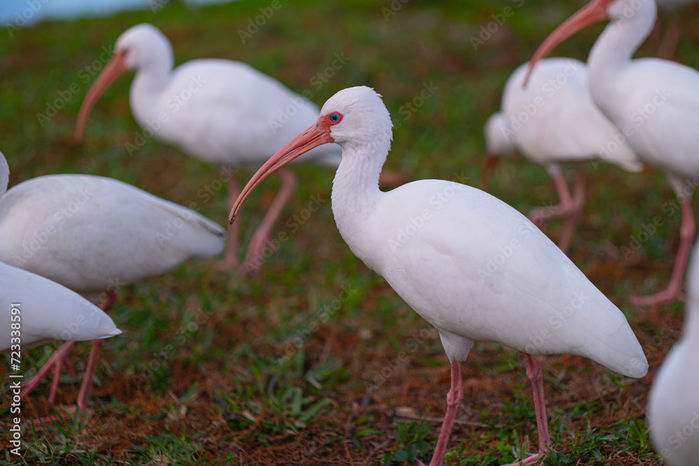 Obraz premium American white ibis bird (Eudocimus albus) in the Lake Lily Park, Florida, USA