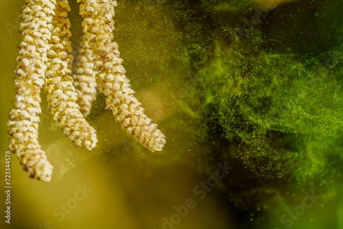 A set of male hazel catkins in dynamic movement, releasing lots of pollen in the wind. photo