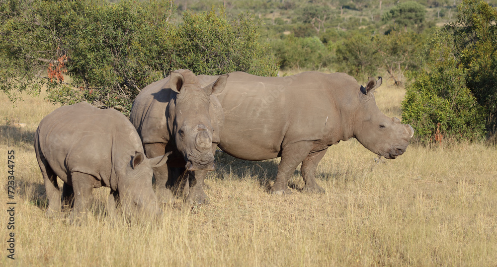 Breitmaulnashorn / Square-lipped rhinoceros / Ceratotherium simum.. Breitmaulnashorn / Square-lipped rhinoceros / Ceratotherium simum..