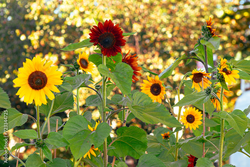 Autumn Sunflowers in the Field