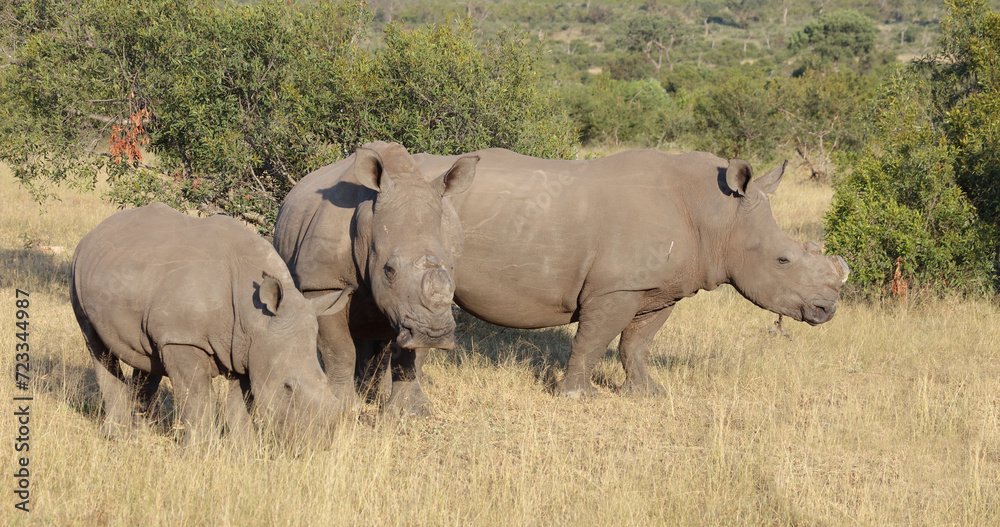 Breitmaulnashorn / Square-lipped rhinoceros / Ceratotherium simum.. Breitmaulnashorn / Square-lipped rhinoceros / Ceratotherium simum..