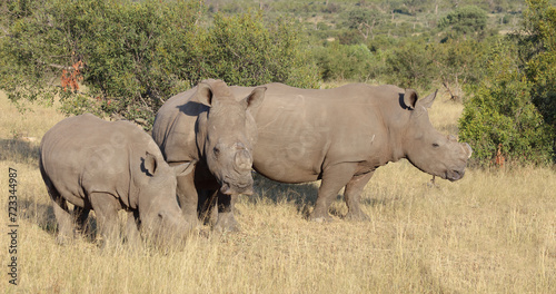 Breitmaulnashorn   Square-lipped rhinoceros   Ceratotherium simum..