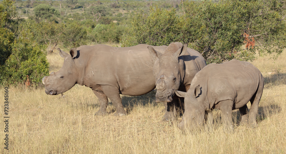 Breitmaulnashorn / Square-lipped rhinoceros / Ceratotherium simum.. Breitmaulnashorn / Square-lipped rhinoceros / Ceratotherium simum..